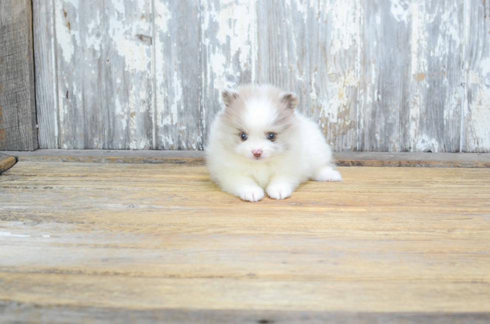 Popular Pomeranian Purebred Pup