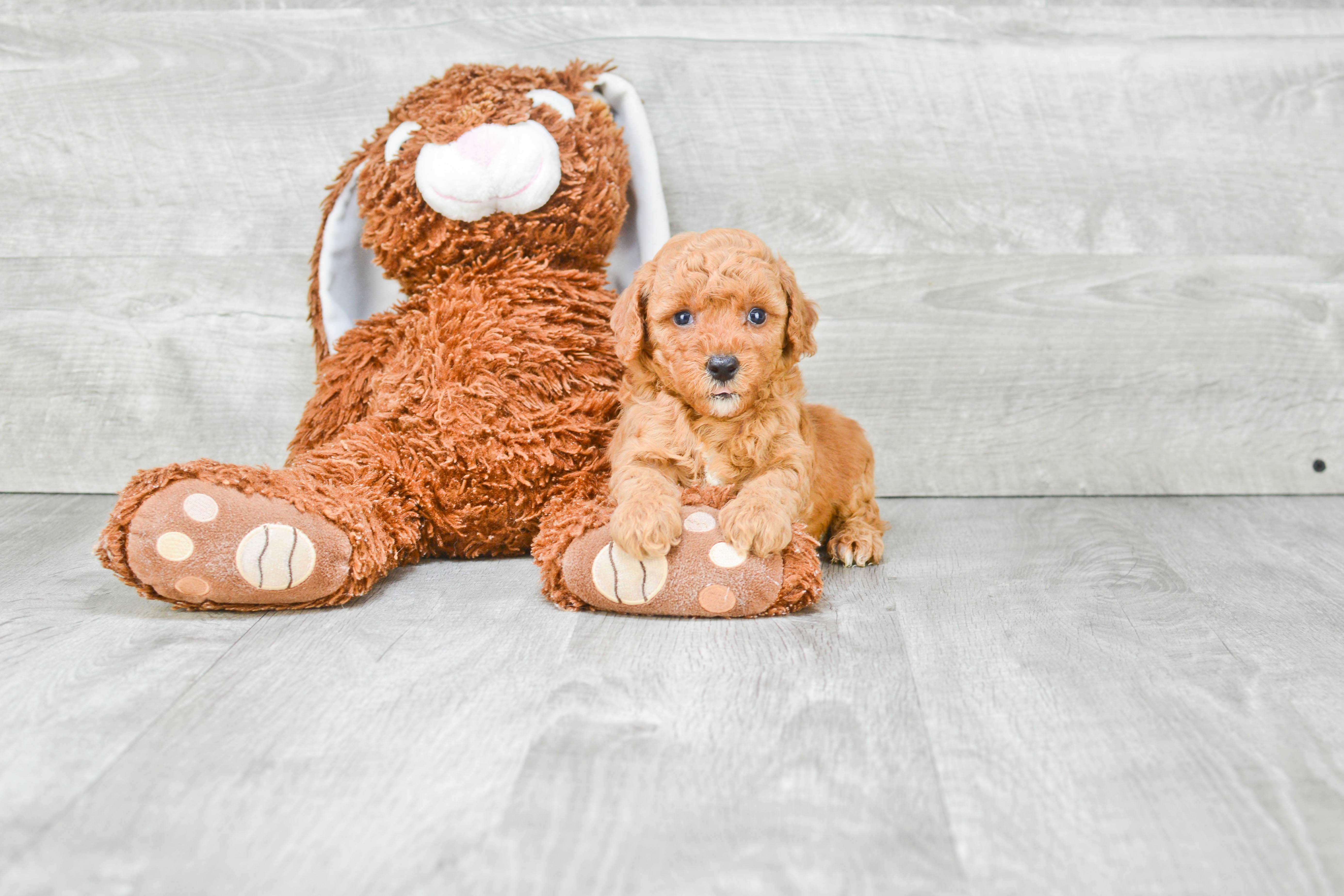 Mini Goldendoodle Pup Being Cute