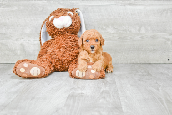 Mini Goldendoodle Pup Being Cute