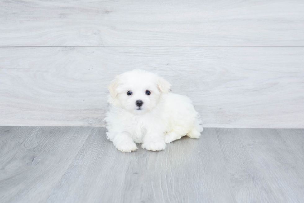 Best Maltese Baby