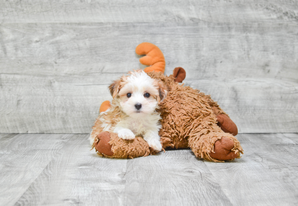 Morkie Puppy for Adoption