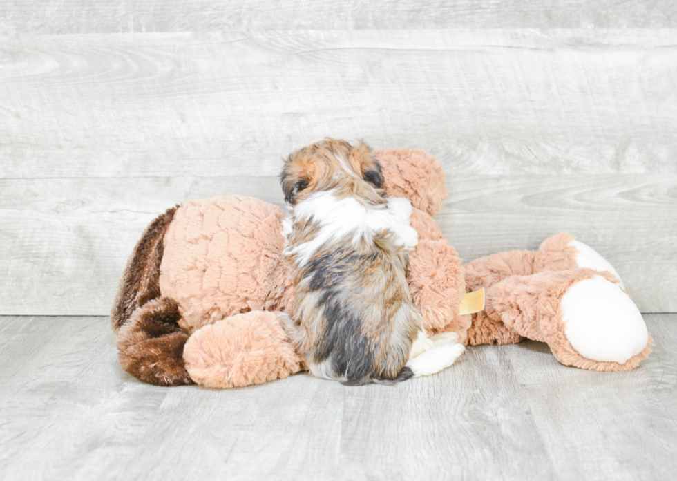 Playful Havanese Baby