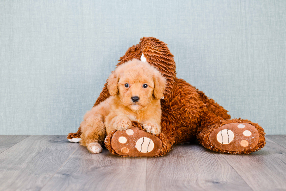 Best Mini Goldendoodle Baby