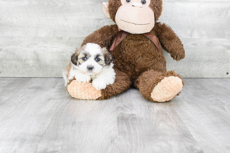 Popular Teddy Bear Designer Pup