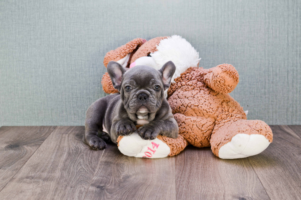 Sweet Frenchie Purebred Puppy