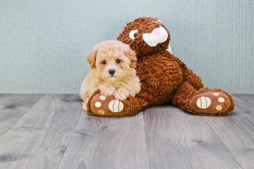 Maltipoo Puppy for Adoption