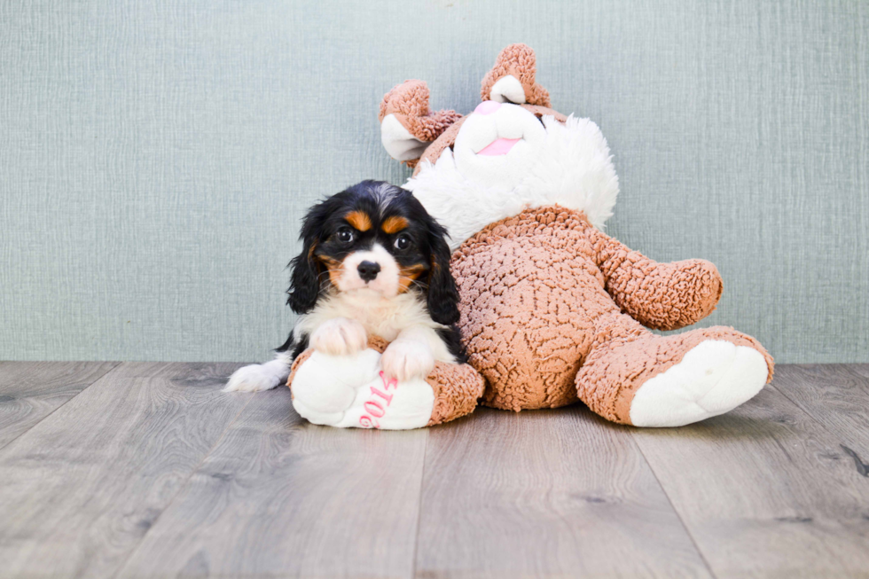 Cavalier King Charles Spaniel Pup Being Cute