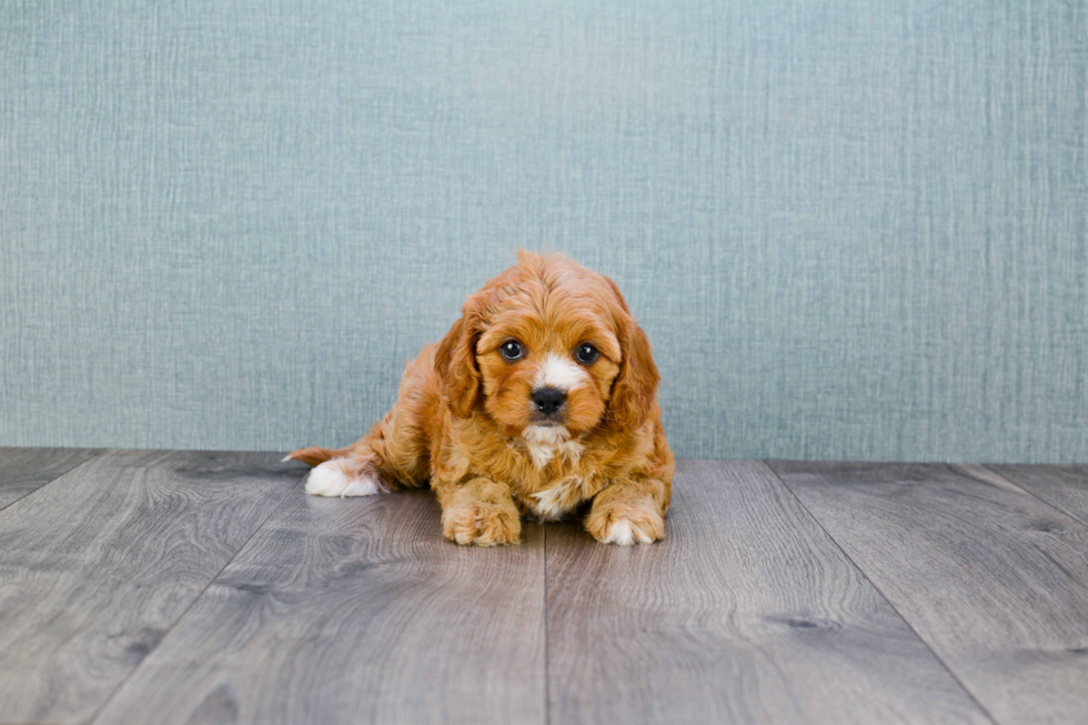 Energetic Cavoodle Poodle Mix Puppy