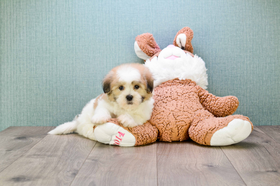 Funny Teddy Bear Designer Pup