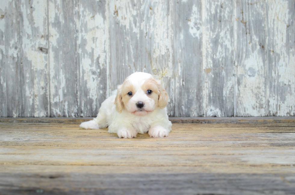 Best Cavachon Baby