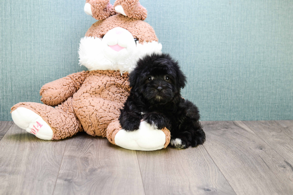 Friendly Havanese Baby