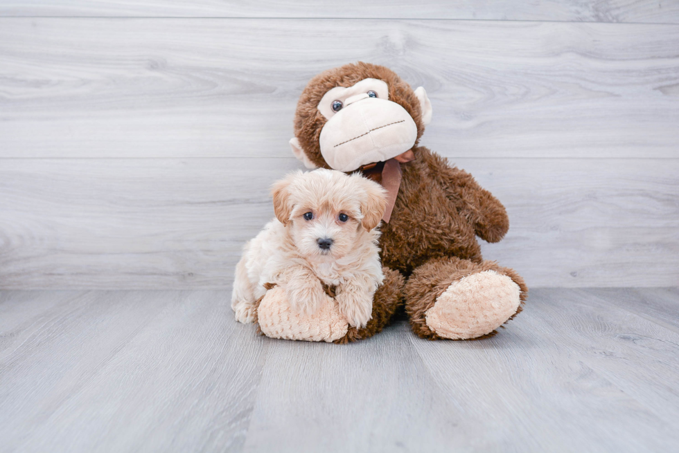 Maltipoo Puppy for Adoption