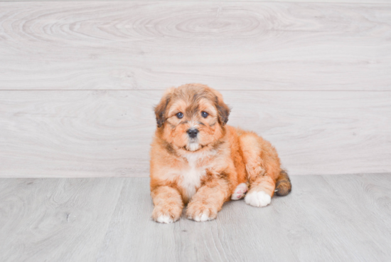 Little Mini Berniedoodle Poodle Mix Puppy