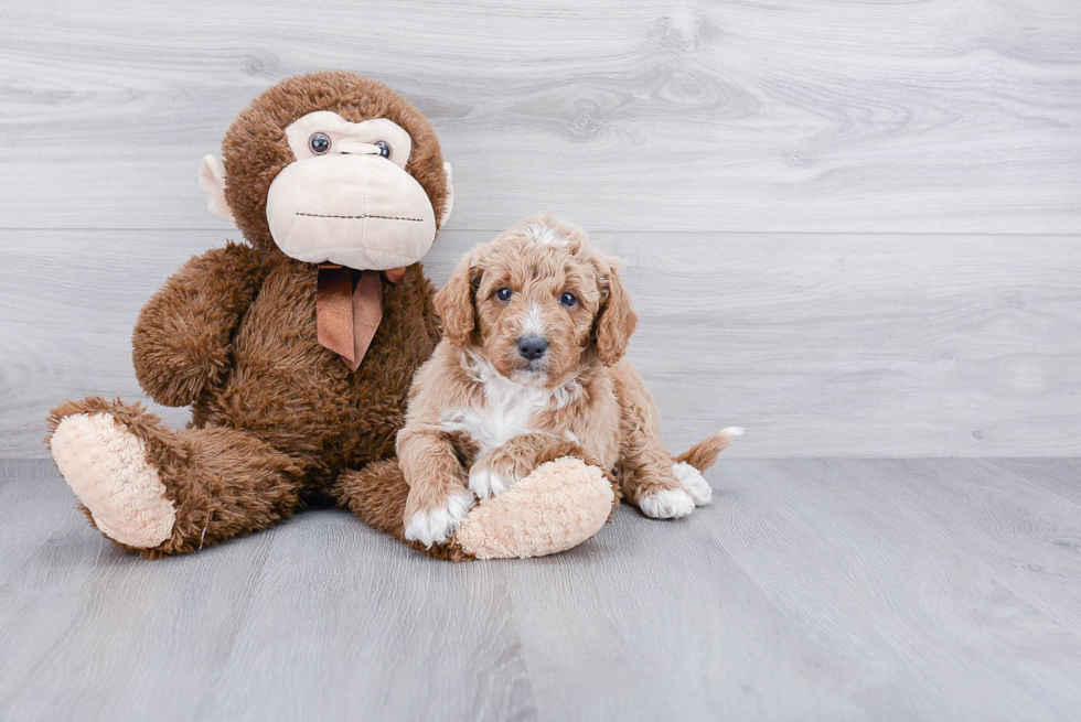 Mini Goldendoodle Pup Being Cute