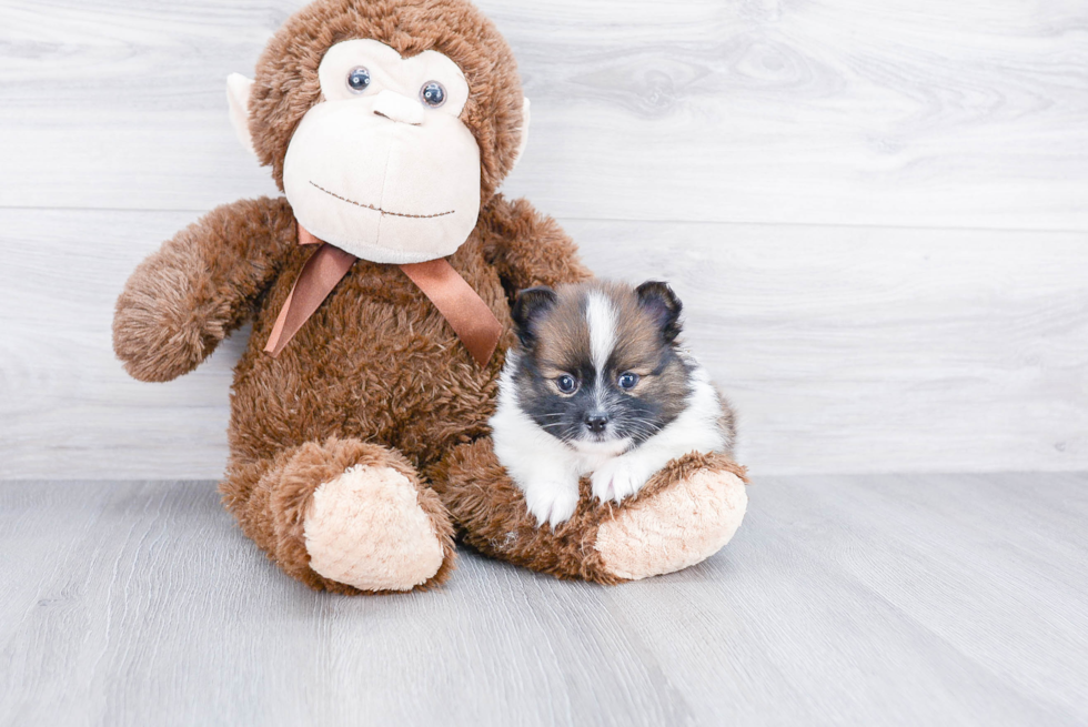 Adorable Pomeranian Purebred Puppy