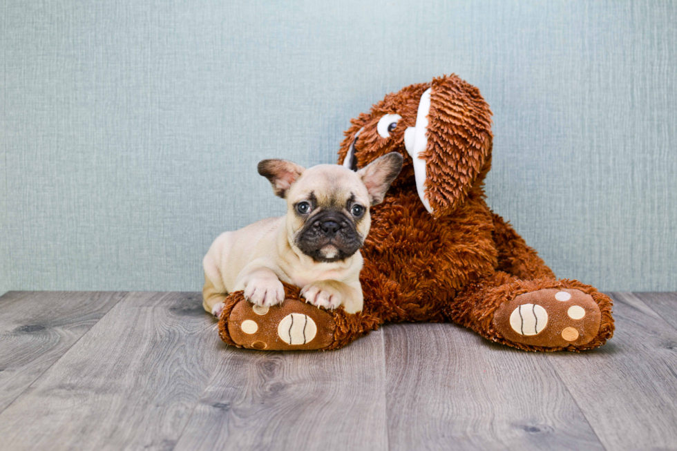 Adorable Frenchie Purebred Puppy