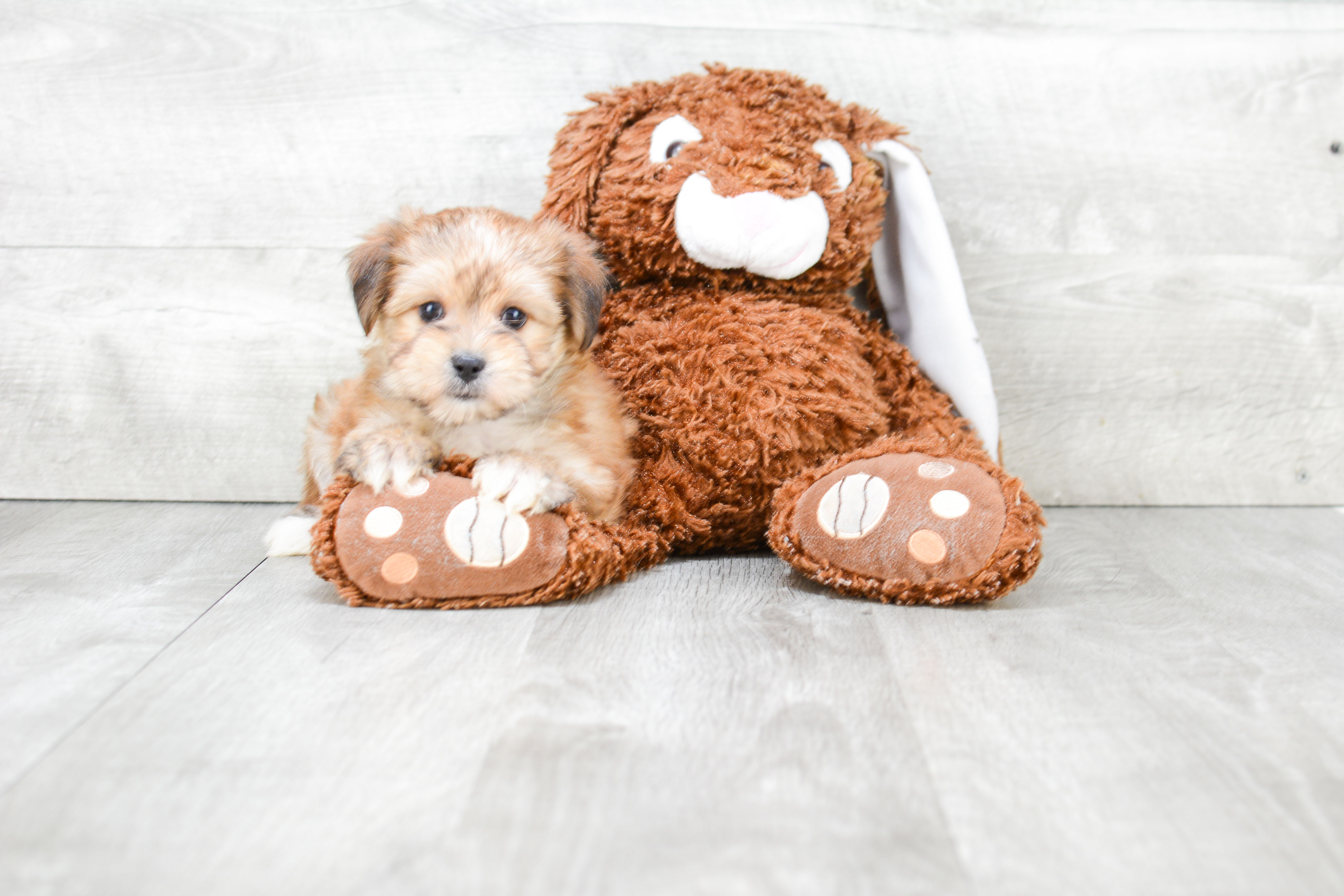 Best Morkie Baby