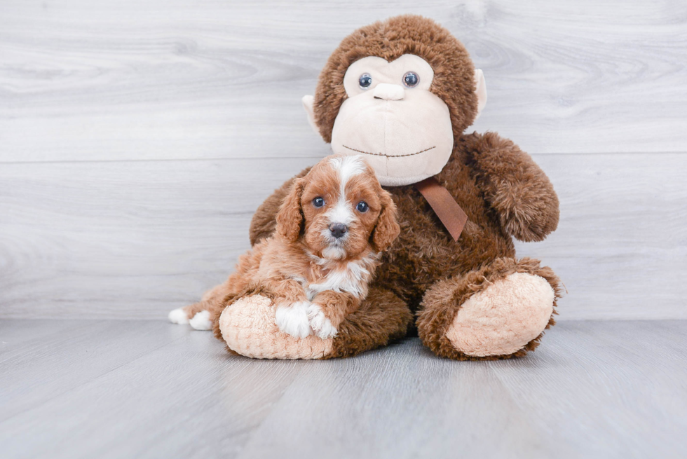 Cavapoo Pup Being Cute