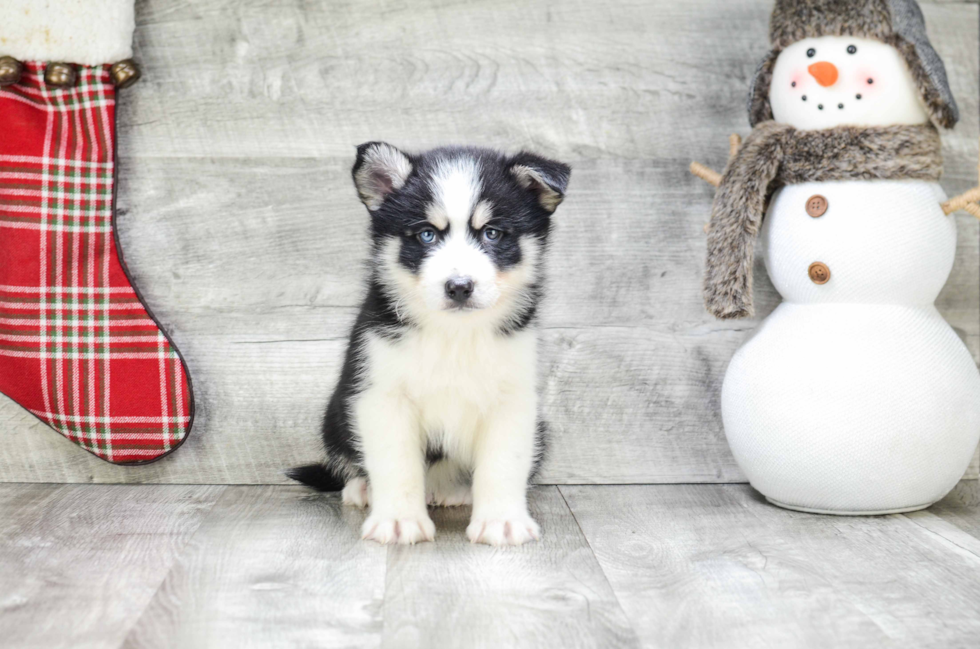 Best Pomsky Baby