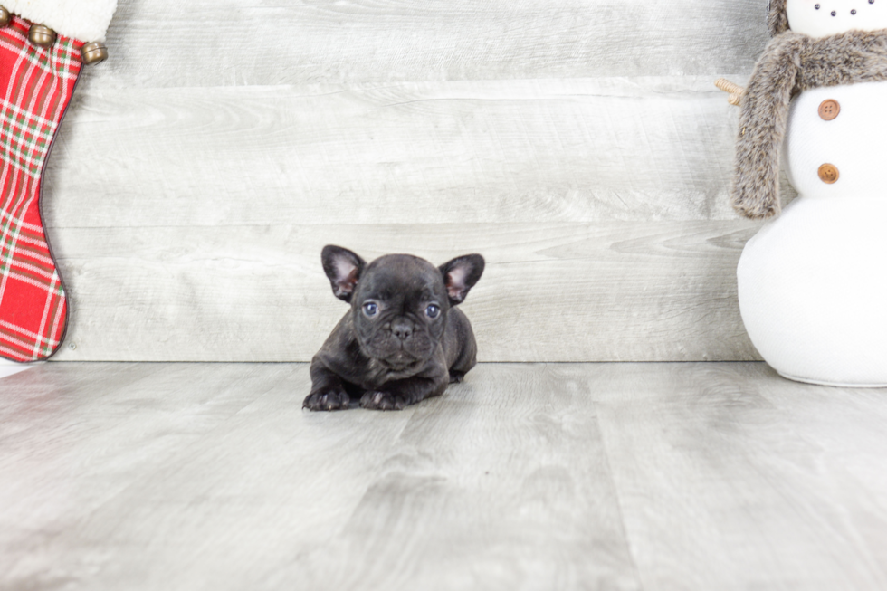 Energetic Frenchie Purebred Puppy