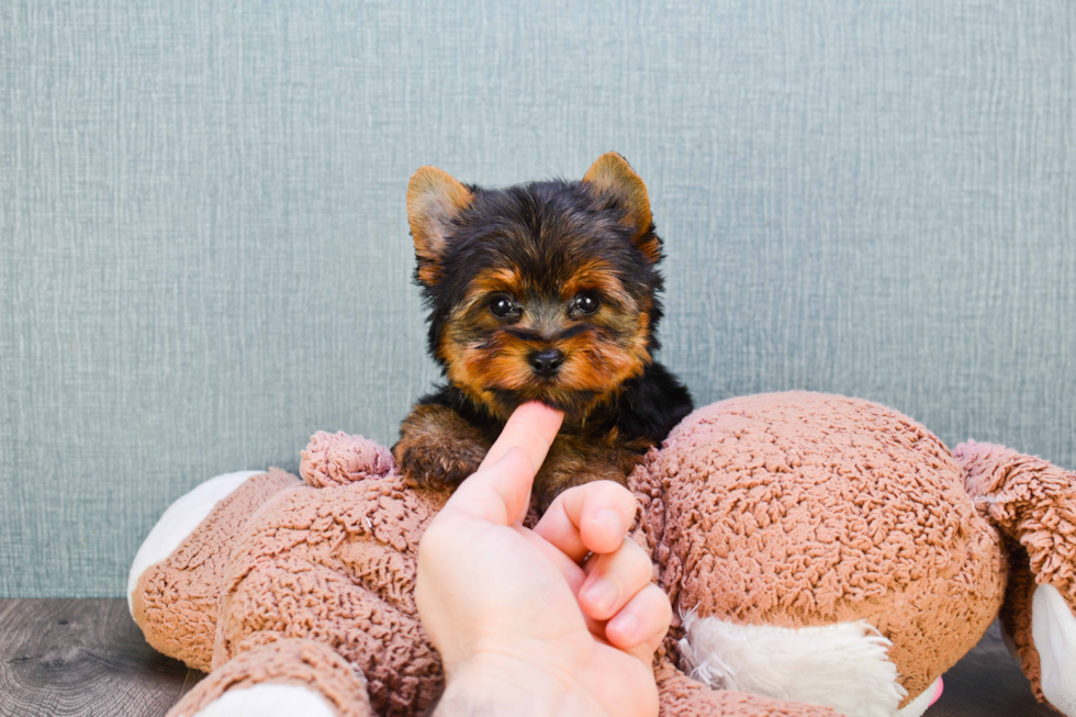 Meet Jeremy - our Yorkshire Terrier Puppy Photo 