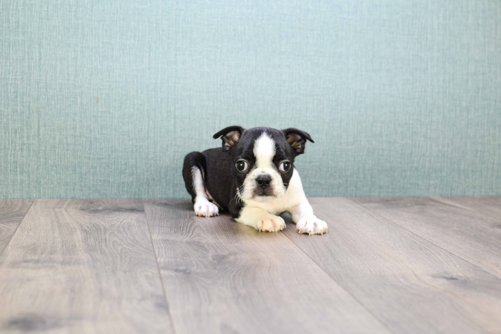 Smart Boston Terrier Purebred Puppy