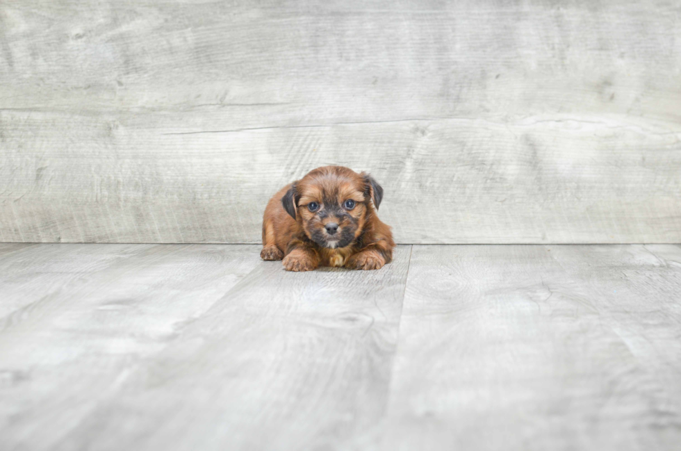 Energetic Yorkie Designer Puppy