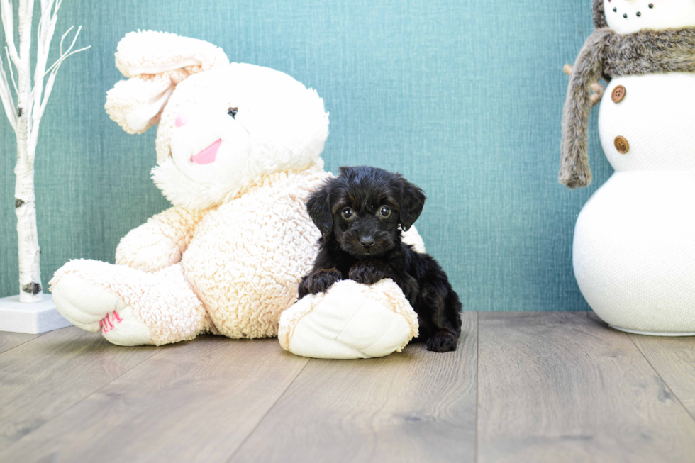 Cute Yorkie Poo Baby
