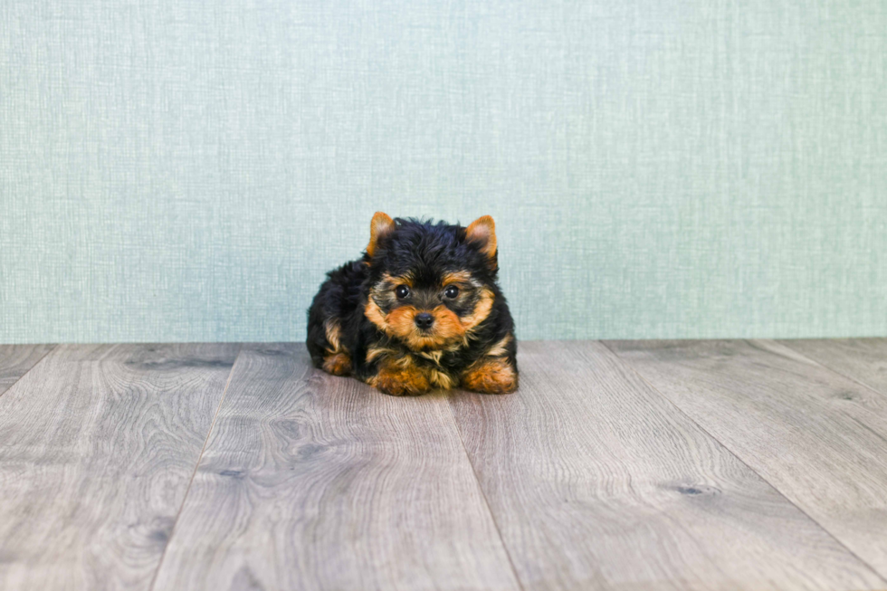 Meet Beckham - our Yorkshire Terrier Puppy Photo 