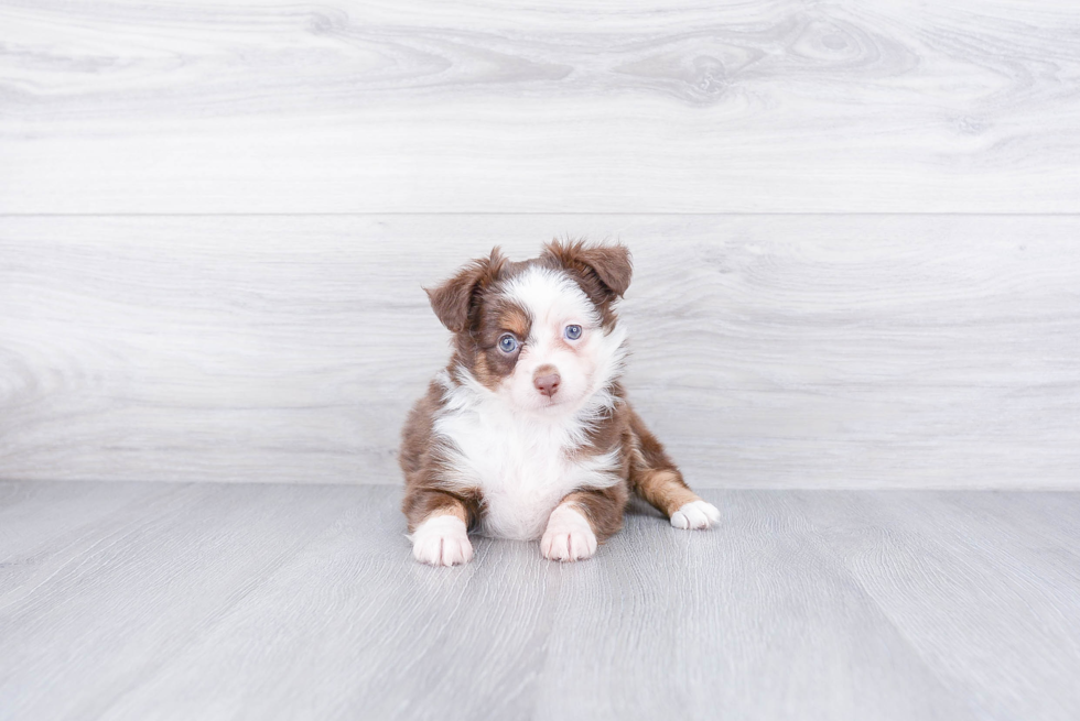 Playful Aussiepoo Poodle Mix Puppy