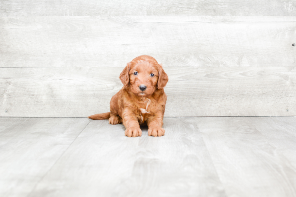 Best Mini Goldendoodle Baby