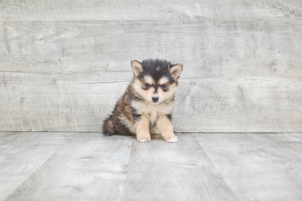 Hypoallergenic Mini Husky Designer Puppy