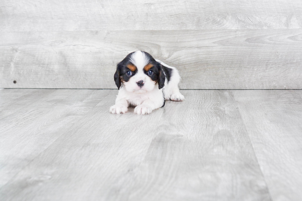 Little Cavalier King Charles Spaniel Purebred Pup