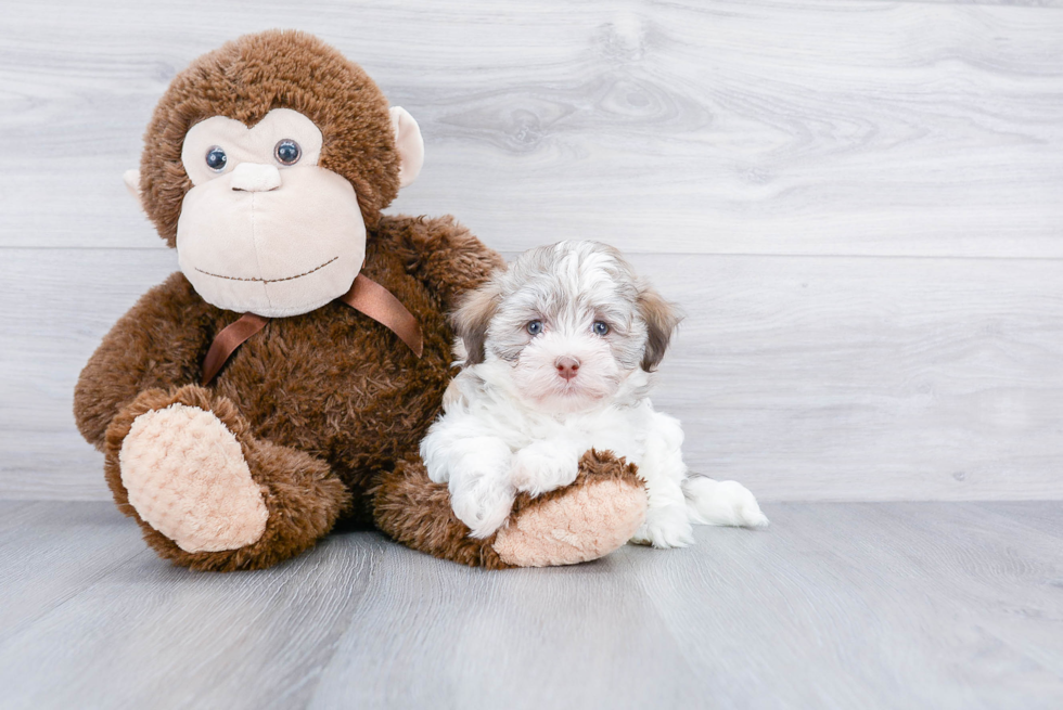 Smart Havanese Purebred Puppy