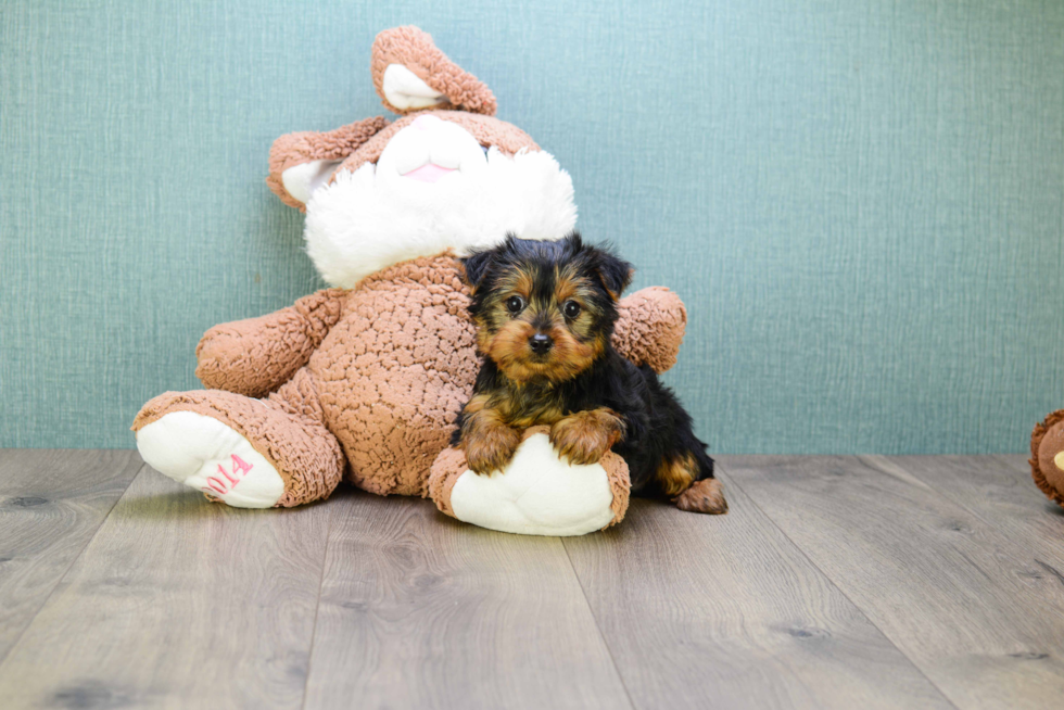 Meet Jeremy - our Yorkshire Terrier Puppy Photo 