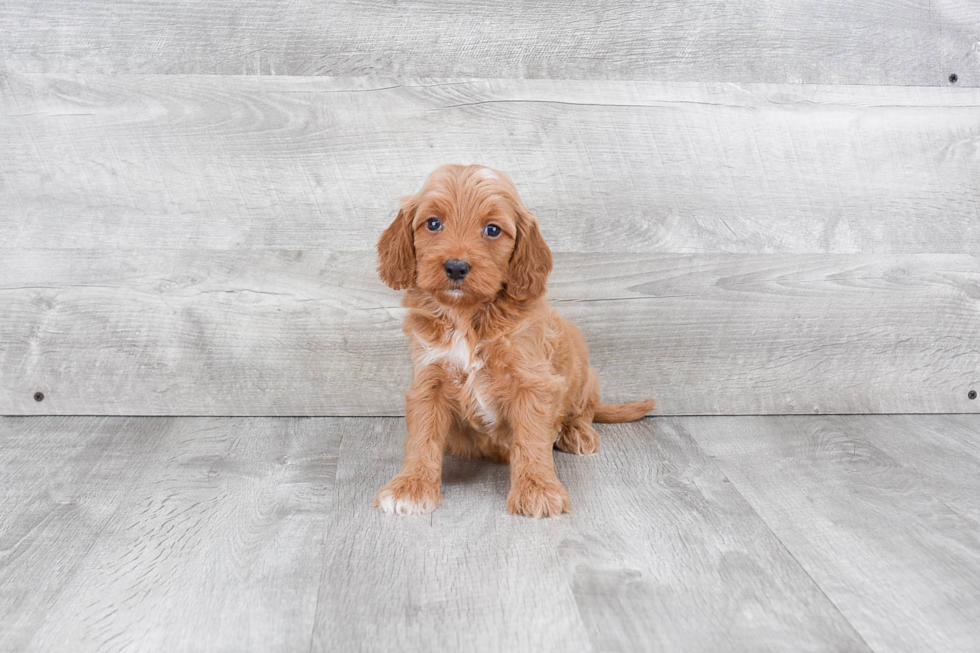 Best Mini Goldendoodle Baby