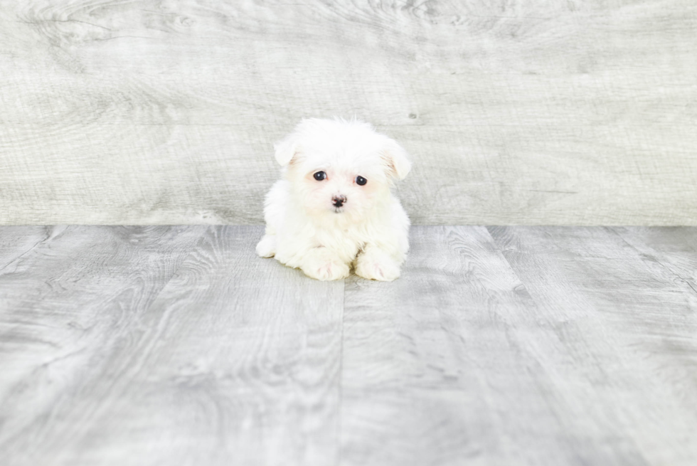 Maltese Pup Being Cute