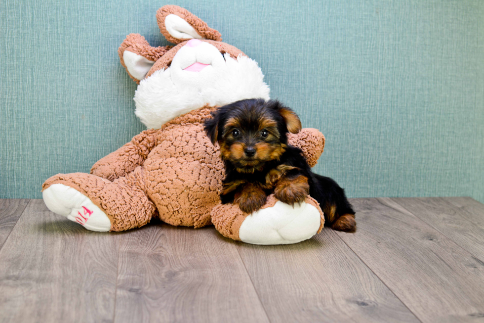 Meet Bella - our Yorkshire Terrier Puppy Photo 