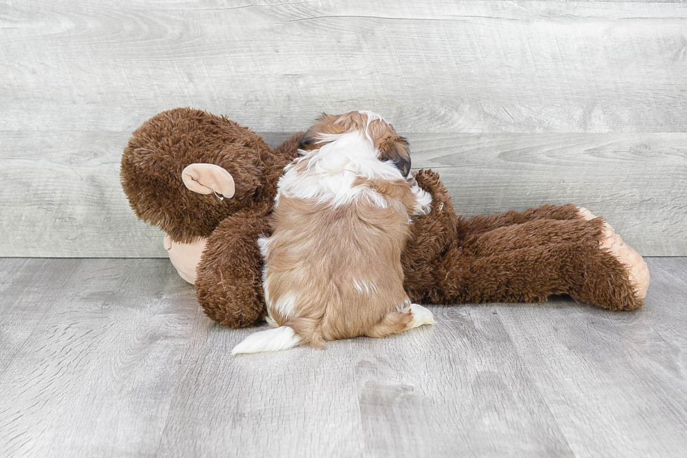 Teddy Bear Pup Being Cute