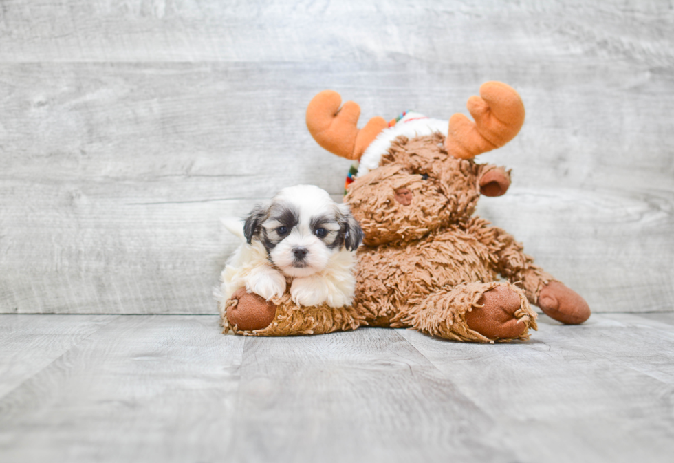 Fluffy Teddy Bear Designer Pup