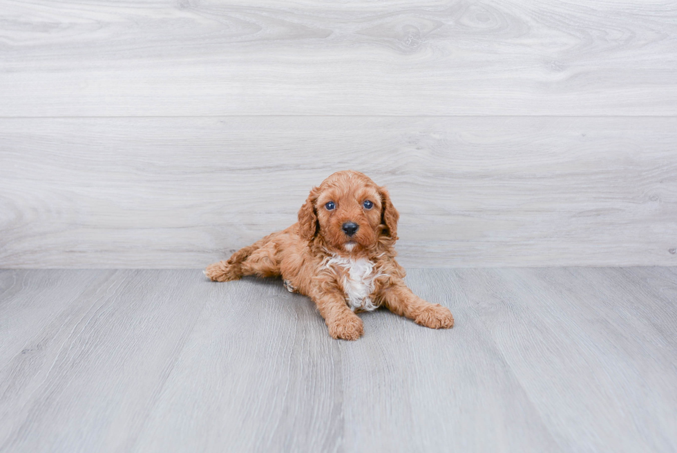 Cavapoo Puppy for Adoption