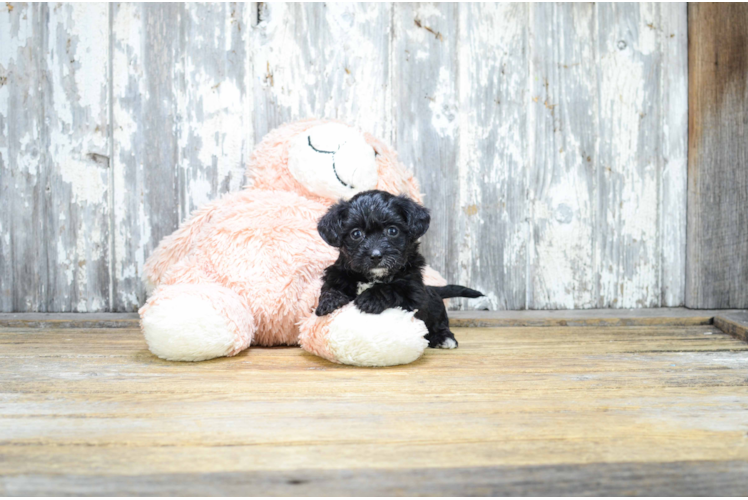 Morkie Pup Being Cute