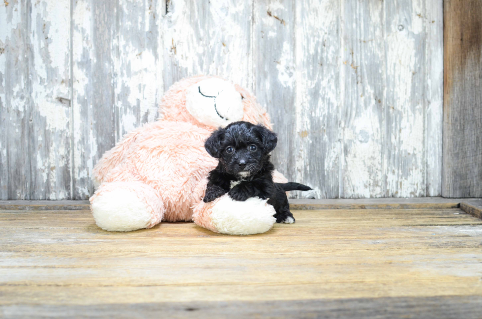 Morkie Pup Being Cute