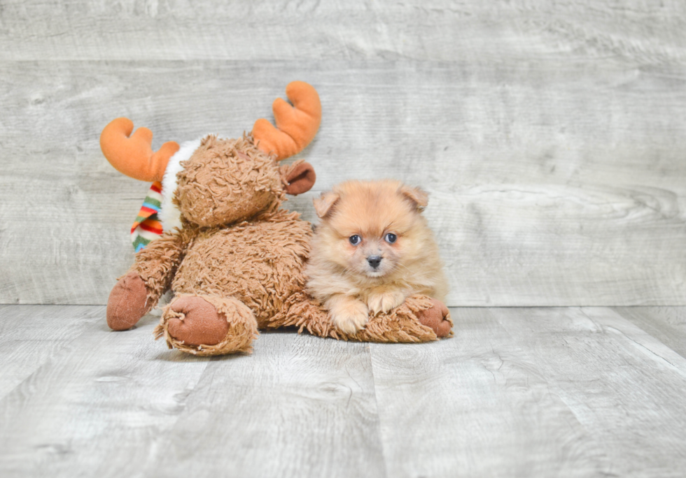 Pomeranian Puppy for Adoption