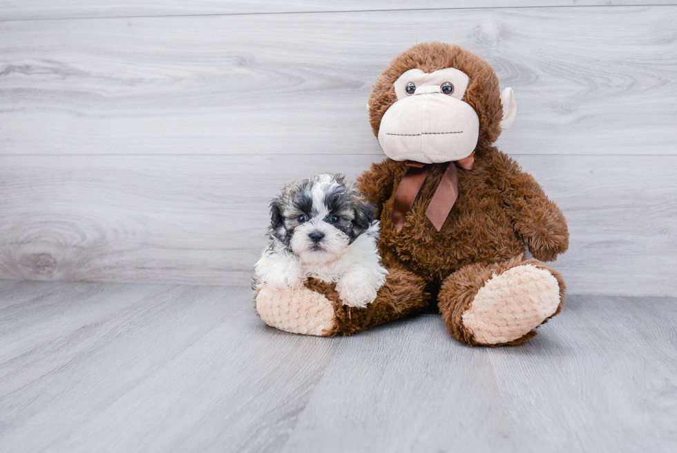 Playful Shichon Designer Puppy