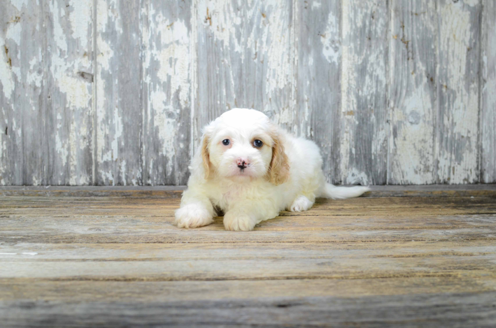 Fluffy Cavachon Designer Pup