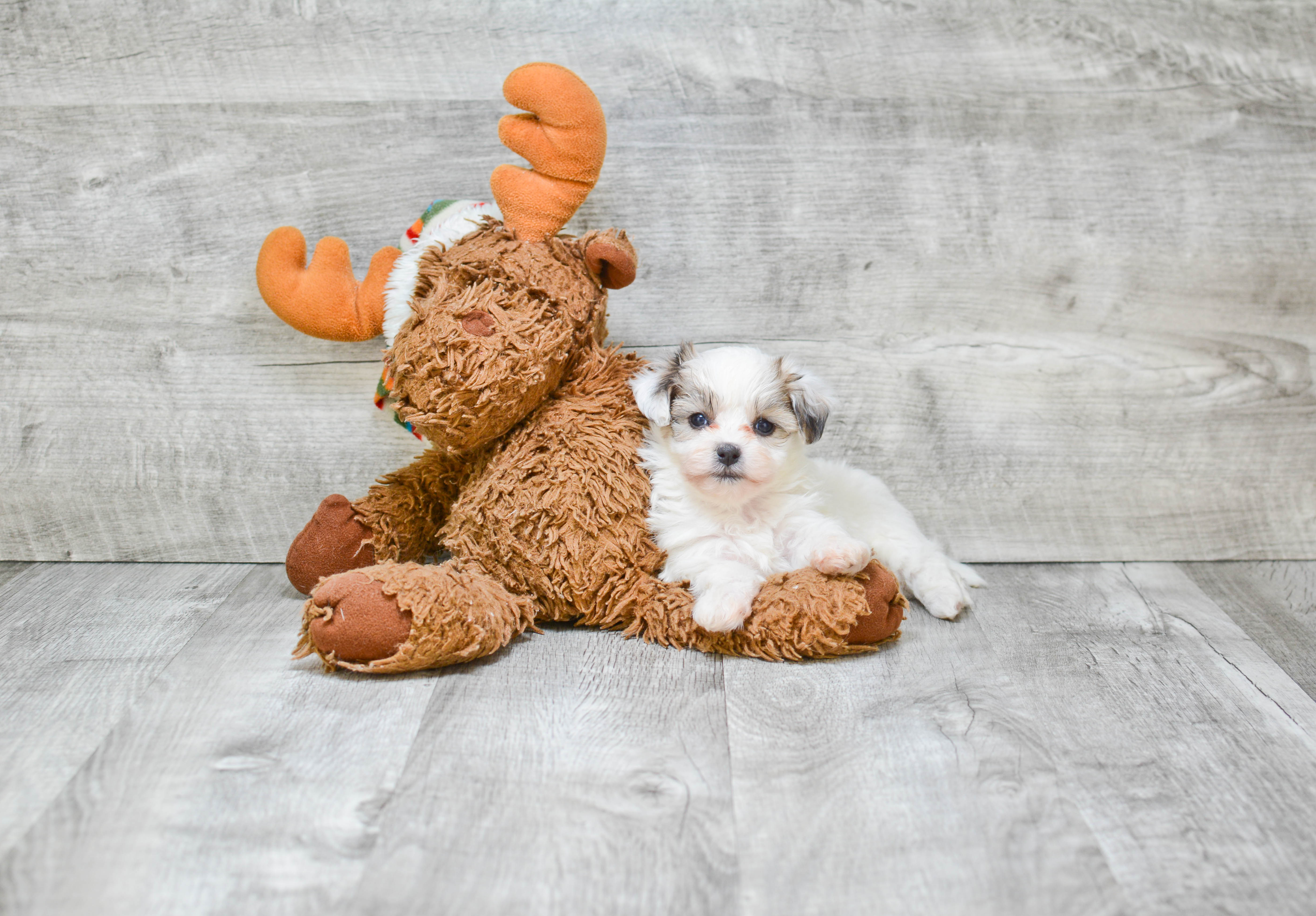 Funny Teddy Bear Designer Pup