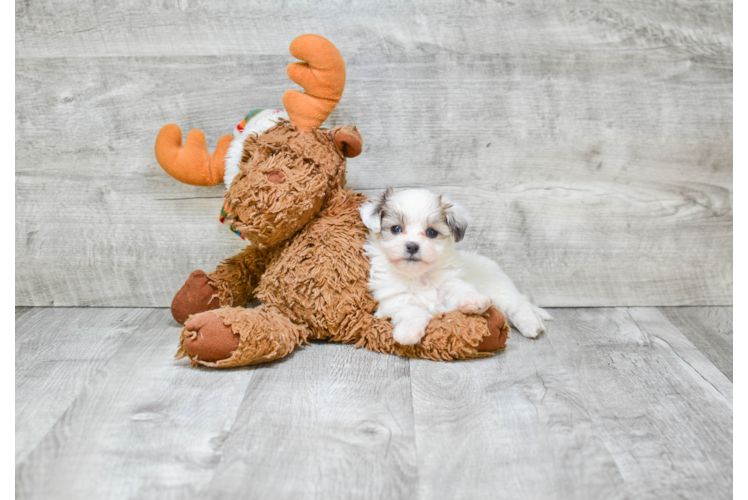 Funny Teddy Bear Designer Pup