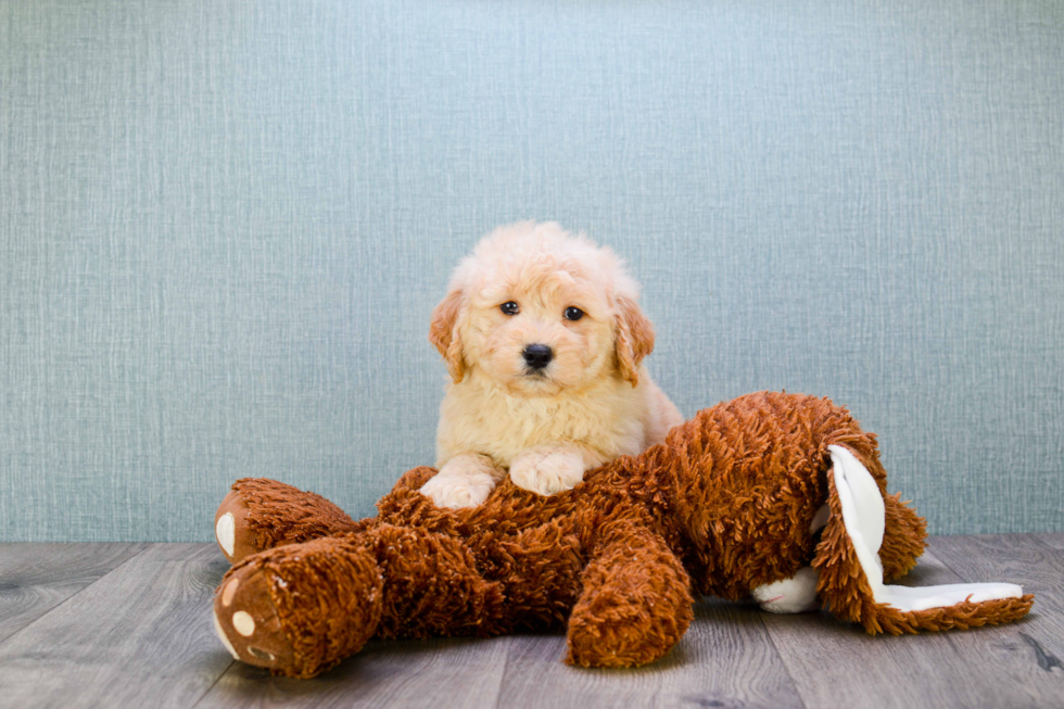 Best Mini Goldendoodle Baby