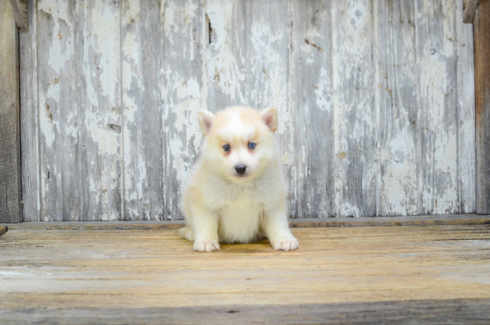 Pomsky Pup Being Cute